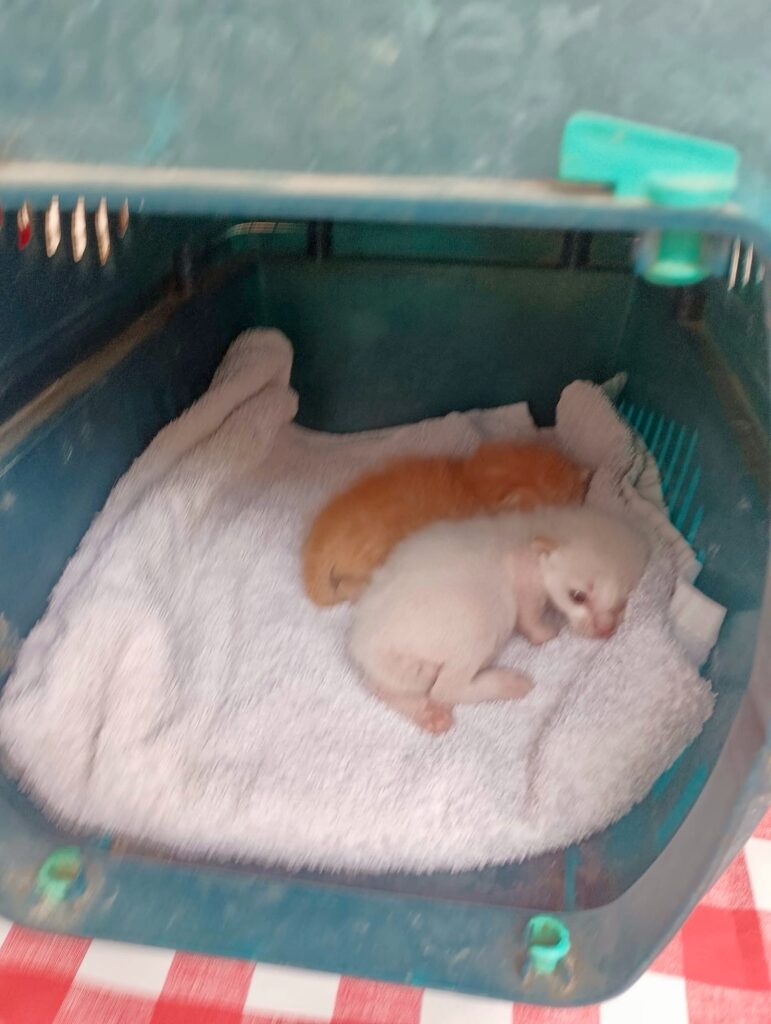 Kitten in Not