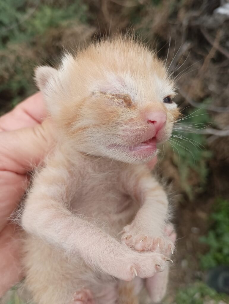 Kitten in Not